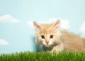 Nervous orange kitten crouched in grass Royalty Free Stock Photo