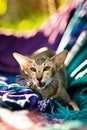 Nervous oriental shorthair cat with open mouth Royalty Free Stock Photo