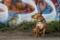 Nervous pitbull under graffiti bridge Royalty Free Stock Photo