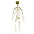 Nervous system