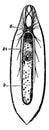 Nervous System of the Flatworm, vintage illustration