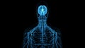 Human Central Nervous System Royalty Free Stock Photo