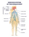 Nervous system of human body with nerve network anatomy outline diagram