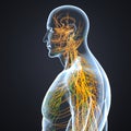 Nerves and Lymph nodes with Body Lateral view