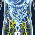 Nerves and Lymph nodes with Intestine Anterior view