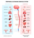 Nervous System Realistic Chart