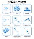 Nervous system. Set icons