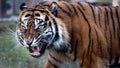 Nervous Tiger Royalty Free Stock Photo