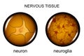 Nervous tissue. neuron and neuroglia