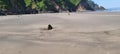 Lost Somewhere on the Neskowin Ghost Beach on the Coast of Oregon