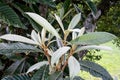 Nespera green leaves sprouting in caxias do sul , brazil