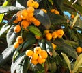 Nespera, Loquat Or Medlar Tree With Fruit