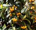 Nespera, Loquat Or Medlar Tree With Fruit