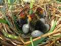 Nest