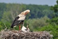 On the nest