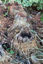 The nest of the aliens in the deep forest