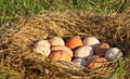 Nest Of All Natural Brown, Pink, And Speckled Chicken Eggs In Open, Grassy Field On A Farm In The Mountains Of South West Virginia