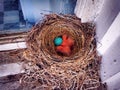 A nest of American robin new born babies