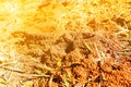 Nest of ants on the ground Royalty Free Stock Photo