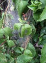 Nest of apple moth caterpillars Royalty Free Stock Photo