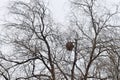 Nest of the Asian hornet The Asian hornet (Vespa velutina) in a public park in Bilbao Royalty Free Stock Photo