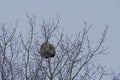 Nest of the Asian hornet in the branches of a bare tree Royalty Free Stock Photo