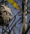 The Nest of the Asian Predatory Wasp, a danger and invasive specie.