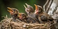 A nest of baby birds chirping for their mother to bring them food, concept of Parental care, created with Generative AI