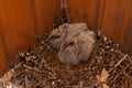 A nest of baby birds Dove Wild Bird House Royalty Free Stock Photo