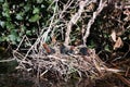 Nest with baby coots
