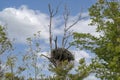 A nest of bald eagles on a tall pine tree. Royalty Free Stock Photo