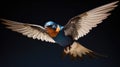 nest barn swallow