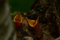 Nest bird on a birch tree with noisy baby birds with yellow open beaks