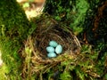 Nest of bird with eggs in the forest