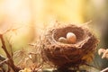 A nest with bird eggs in the forest in the spring and sunny light. The concept of the birth of a new life and new