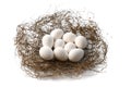 Nest with the bird's eggs Royalty Free Stock Photo