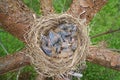 Nest of a bird with sleeping newborn thrush nestlings located on the pine tree