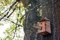Nest of birds and bird house in tree Royalty Free Stock Photo