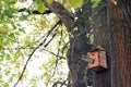 Nest of birds and bird house in tree Royalty Free Stock Photo