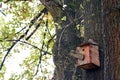 Nest of birds and bird house in tree Royalty Free Stock Photo