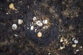 A nest of birds with eggs between ashes destroyed in a forest fire Royalty Free Stock Photo