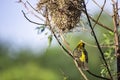 Nest of birds and Golden sparrow Bird or Ploceus hypoxanthus on branches Background green leaves Royalty Free Stock Photo