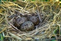 Nest of black-headed gulls with typical clutch of eggs