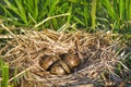 Nest of black-headed gulls with typical clutch of eggs