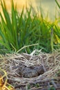 Nest of black-headed gulls with typical clutch of eggs