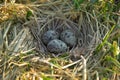 Nest of black-headed gulls with typical clutch of eggs