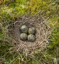 Nest of Black-tailed godwit