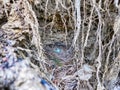 Nest of a Blackbird with eggs Royalty Free Stock Photo