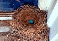 A nest of blue American robin birds eggs Royalty Free Stock Photo