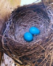A nest of blue American robin birds eggs Royalty Free Stock Photo